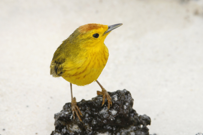Yellow Warbler, Galapagos, Ecuador